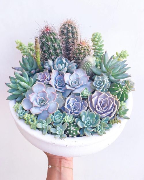 Succulents